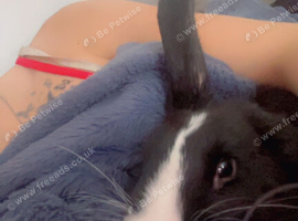 Bunny