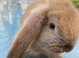 French Lop for sale in London