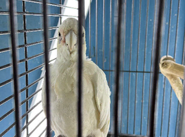 Australia cockatoo Glasgow