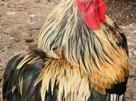 Pekin cockerel chicken