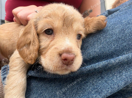 gorgeous cocker spaniel boy