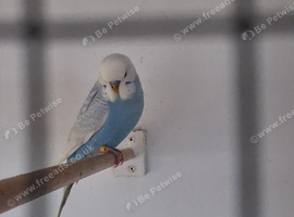 Budgie