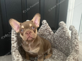 Ready 2 stunning french bulldog boys
