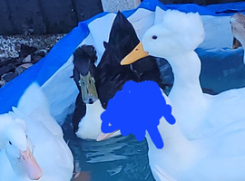 Crested ducks
