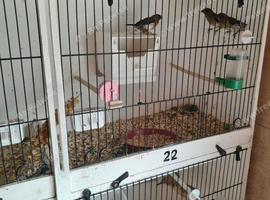 6 bengalese finches for sale