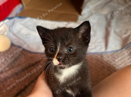 Kittens for sale