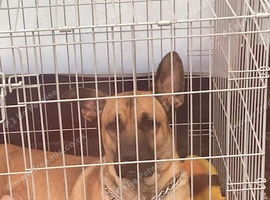 Very kind 17 month old needs a forever home.