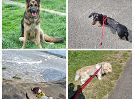 Dog walking