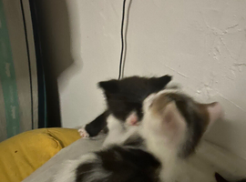 6 kittens are ready to go