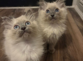 Ragdolls