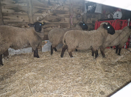 3 Suffolk weather lambs 1 Cross ewe lamb.