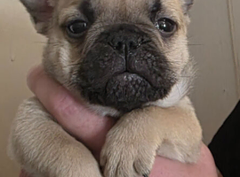 Rare breed English bull chows