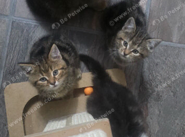 6 kittens