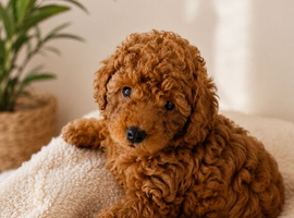 Mini poodle