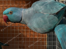 Blue Male Indian Ringneck for Sale