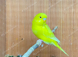 Wanted - Budgies