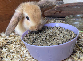 Baby boy bunnies still available
