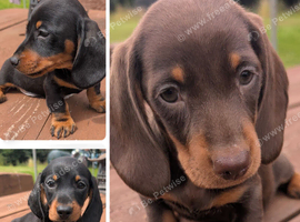Quality KC / PRA clear Miniature Dachshunds from licensed breeders.