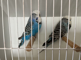 Budgies for sale