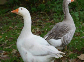WANTED&hellip;pair of Pilgrim Geese