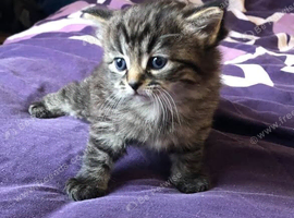 SIBERIAN X KITTEN