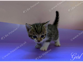 Bengal cross kittens