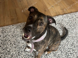 Olde tyme bulldog x German shepherd