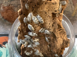 Dairy cow isopods