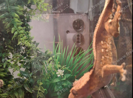 Crested geko for sale female age 3