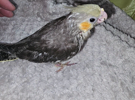 Handreared cockatiel babies