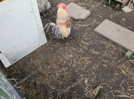 2 roosters