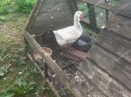 Female rare African goose