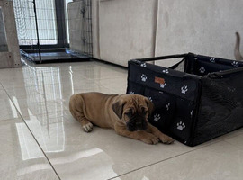 Rehoming cane corso