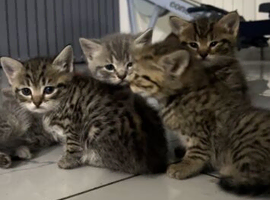 Beautiful Tabby Domestic Shorthair Kittens
