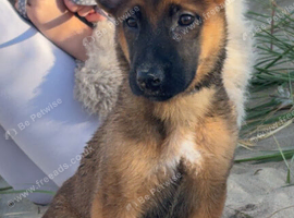 Belgium malamute