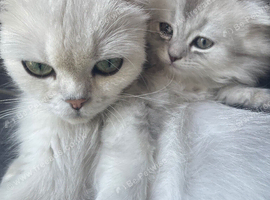 Scottish Fold