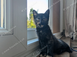 Tortie Kitten