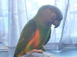 Sengal parrot