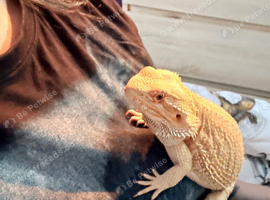 Bearded dragon