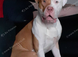 Male American bulldog