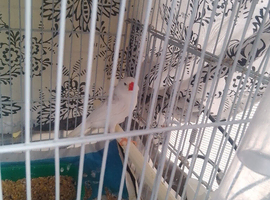 White zebra Finch's for sale
