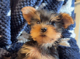 Little boy Yorkie
