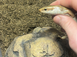 Common sun skink