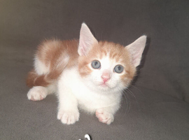 Kittens!!!!