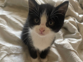 9 week old kittens for sale