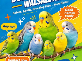 ALL BUDGIES WANTED! ANY AGE ANY COLOUR ANY QUANTITY