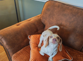 Double Dapple Dachshund