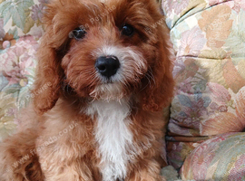 Cavapoo puppies
