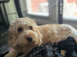 Beautiful F2 cockapoo puppies READY IN 3 WEEKS