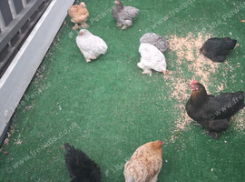 Bantam chickens